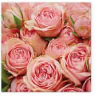 Serwetki 33x33cm  skł. 3-warst.  op.20 szt. Lots of Roses    TL120300